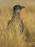 Greater Roadrunner (Geococcyx Californianus), California, USA Lámina fotográfica por Steve Maslowski