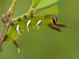 Moth Caterpillar Fourth Instar Eating a Leaf (Adeloneivaia Jason). Ecuador Photographic Print by Leroy Simon