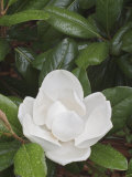 Saucer Magnolia Tree Flower Opening, Magnolia Soulangiana Photographic Print by Adam Jones Saucer Magnolia Tree Flower Opening, Magnolia Soulangiana Photographic Print by Adam Jones