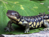 Arizona Tiger Salamander, Ambystoma Tigrinum Nebulosa, Northern Arizona, USA Photographic Print by Gerold & Cynthia Merker