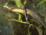 Red-Spotted Newt Aquatic Form, Notophthalmus Viridescens, Eastern North America Photographic Print by Gary Meszaros