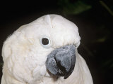 Umbrella or White-Crested Cockatoo Head, Cacatua Alba, Polynesia Photographic Print by Joe McDonald