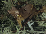 Male Satanic Leaf-Tailed Gecko, Uroplatus Phantasticus, Madagascar Photographic Print by Gerold & Cynthia Merker
