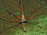 Spider Crab, Stenorhynchus Seticornus, British Virgin Islands, Bvi, Caribbean Sea, Leeward Islands Lámina fotográfica por Reinhard Dirscherl