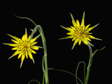 Goatsbeard Flowers Photographie par Solvin Zankl