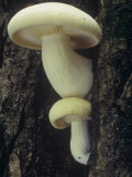 Panus Mushrooms Growing on a Tree Trunk, Panus Strigosus, Tricholomataceae, North America Photographic Print by Jana Jirak