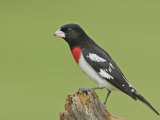 Rose-Breasted Grosbeak, Pheucticus Ludovicianus, . North America Photographic Print by Garth McElroy