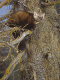 Pine Marten, Martes Americana, North America Lámina fotográfica por Joe McDonald