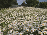 Field of Ox-Eye Daisies, Chrysanthemum Leucanthemum, North Carolina, USA Photographic Print by Adam Jones