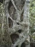 Strangler Fig, Ficus Aurea, Growing on its Host Tree in a Tropical Forest, Florida, USA Photographic Print by John D. Cunningham