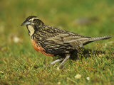 Long-Tailed Meadowlark, Sturnella Loyca Falklandica, Falkland Islands Photographie par Joe McDonald
