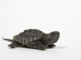 Baby Common Snapping Turtle Photographic Print