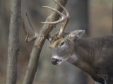 White-Tailed Deer Buck Rubbing its Antlers on a Tree (Odocoileus Virginianus), North America Photographie par Tom Edwards