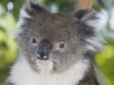 Koala Head (Phascolarctos Cinereus), Australia Fotografisk tryk af David Fleetham Koala Head (Phascolarctos Cinereus), Australia Fotografisk tryk af David Fleetham