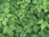 Poison Ivy Leaves (Toxicodendron Radicans), North America Photographic Print by Bill Beatty