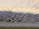 Snow Geese Flock Taking Off, Chen Caerulescens, Bosque Del Apache, New Mexico, USA Photographic Print by Arthur Morris