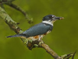 Female Belted Kingfisher with Prey in its Cavity (Ceryle Alcyon), Eastern USA Photographie par Adam Jones