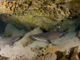 Whitetip Reef Sharks (Triaenodon Obesus) Resting in a Cavern, Hawaii, USA Photographic Print by David Fleetham