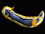 Solvin Zankl - Nudibranch Fotografická reprodukce