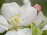 Apple Blossom Photographic Print