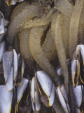 Pelagic Goose Barnacles (Lepas Anatifera) Some Feeding, Pacific Coast of North America Photographic Print by Doug Sokell