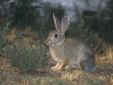 Mountain Cottontail Rabbit, Sylvilagus Nuttallii, North America Fotografisk trykk av Jack Ballard Mountain Cottontail Rabbit, Sylvilagus Nuttallii, North America Fotografisk trykk av Jack Ballard