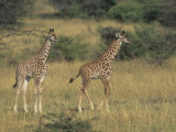 Two Baby Masai Giraffes on the Savanna, Giraffa Camelopardalis, Masai Mara, Kenya, Africa Photographic Print by John & Barbara Gerlach