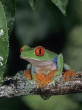 Red-Eyed Treefrog (Agalychnis Callidryas), Central America. Photographic Print by Joe McDonald