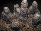 Knees of the Bald Cypress, Taxodium Distichum, Southern USA Photographie par Ken Wagner