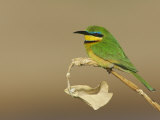 Little Bee Eater, Merops Pusillus, Sambura, Kenya, Africa Photographie par Arthur Morris