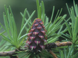 Tamarck or American Larch Seed Cone and Needles in the Spring (Larix Larcina), North America Photographic Print by Ned Therrien
