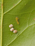 Silkmoth Eggs and a Newly Hatched Caterpillar (Rothschildia Hesperus). Ecuador Photographic Print by Leroy Simon