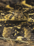 Puff Adder, Bitis Arietans, Central and South Africa Lámina fotográfica por Joe McDonald Puff Adder, Bitis Arietans, Central and South Africa Lámina fotográfica por Joe McDonald