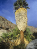 California Fan Palm in a Desert Canyon, Washingtonia Filifera, Anza-Borrego, California, USA Photographic Print by David Matherly