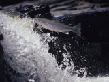 Steelhead Rainbow Trout Leaping Falls, Oncorhynchus Mykiss, North America Fotografie-Druck von Gustav W. Verderber