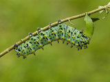 Calleta Silkmoth Last Instar Caterpillar Eating a Leaf (Eupackardia Calleta). Texas, USA Photographic Print by Leroy Simon