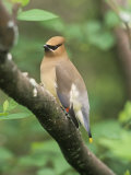 Cedar Waxwing, Bombycilla Cedorum, North America Photographic Print by Adam Jones