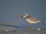 Piping Plover, a Threatened Species, Charadrius Melodus, . Usa., Charadrius Melodus Lámina fotográfica por John & Barbara Gerlach Piping Plover, a Threatened Species, Charadrius Melodus, . Usa., Charadrius Melodus Lámina fotográfica por John & Barbara Gerlach