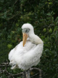 Wood Stork Chick, Mycteria Americana, . Florida, USA Photographic Print by John Cornell