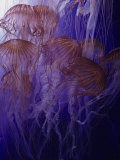 Northern Sea Nettle Jellyfishes (Chrysaora Melanaster), Japan to the Bering Sea Photographie par Ken Lucas