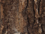 Red Fir Bark (Abies Magnifica), Western North America Photographic Print by Mack Henley