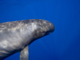 Pygmy Killer Whale Head (Feresa Attenuata), Hawaii, USA Photographic Print by David Fleetham