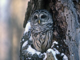Barred Owl (Strix Varia) in a Hollow of a Maple Tree (Acer). North America Photographic Print by Steve Maslowski