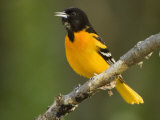 Baltimore Oriole, Icterus Galbula, Eastern USA Photographic Print by John Cornell