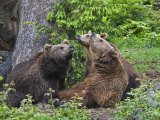 Brown Bears, Ursus Arctos, Bavarian Forest National Park, Germany, Europe Photographic Print by Fritz Polking