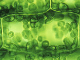 Elodea Leaf Cell with Numerous Chloroplasts Photographic Print by Robert Calentine