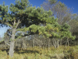 Pitch Pine, Pinus Rigida, Eastern USA Photographic Print by Arthur Gurmankin