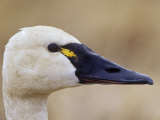 Tundra Swan Head (Cygnus Columbianus), Alaska, USA Photographic Print by Steve Maslowski