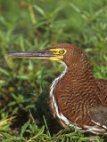 Rufescent Tiger Heron Head, Tigrisoma Lineatum, Pantanal, Brazil, South America Photographic Print by Arthur Morris