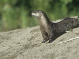 Joe McDonald - River Otter, Lutra Canadensis, North America Fotografická reprodukce Joe McDonald - River Otter, Lutra Canadensis, North America Fotografická reprodukce